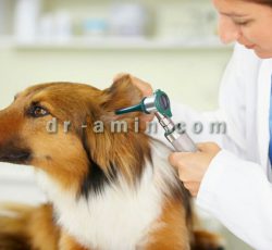 تزریق واکسن حیوانات خانگی