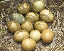 فروش تخم قرقاول در  ارومیه