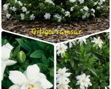 گیتی گل رامسر تولید کننده گیاهان زینتی و مجری  فضای سبز