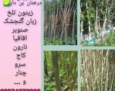 فروش نهال درخت فضای سبز و شهرداری در انواع سایز بن – تهران