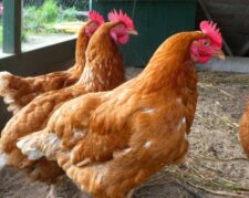 فروش مرغ بومی تخمگذار اصلاح نژاد شده یکروزه