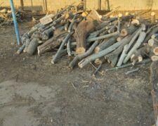 خرید فروش انواع چوب باغات وسقفی