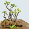 ساخت درخت بنسایی مصنوعی در انواع سایز ها
