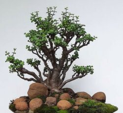 ساخت درخت بنسایی مصنوعی در انواع سایز ها