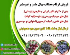 خرید نهال میوه اصلاح شده