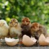 🐣🐣🐣 *جوجه مرغ بومی*🐣🐣🐣