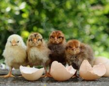 🐣🐣🐣 *جوجه مرغ بومی*🐣🐣🐣