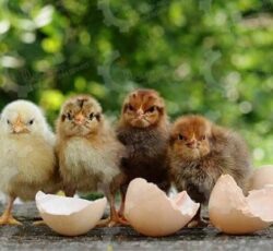 🐣🐣🐣 *جوجه مرغ بومی*🐣🐣🐣