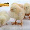 🐣🐣🐣 *جوجه راس ۳۰۸*🐣🐣🐣