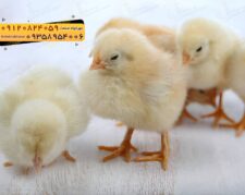 🐣🐣🐣 *جوجه راس ۳۰۸*🐣🐣🐣