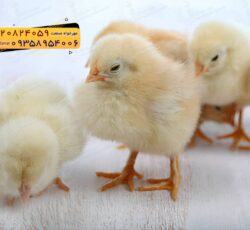 🐣🐣🐣 *جوجه راس ۳۰۸*🐣🐣🐣