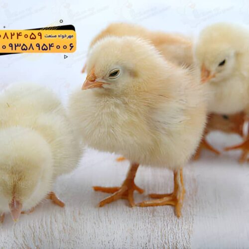 🐣🐣🐣 *جوجه راس ۳۰۸*🐣🐣🐣