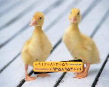 🐣🐣🐣 *جوجه اُردک گوشتی*🐣🐣🐣