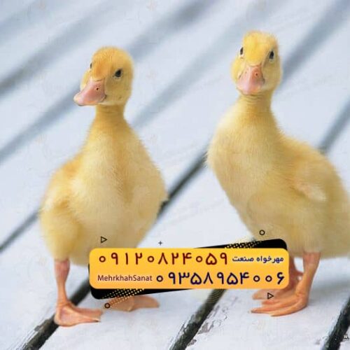 🐣🐣🐣 *جوجه اُردک گوشتی*🐣🐣🐣