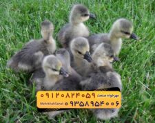 🐣🐣🐣 *جوجه غاز گوشتی*🐣🐣🐣