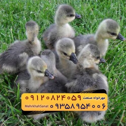 🐣🐣🐣 *جوجه غاز گوشتی*🐣🐣🐣