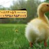 🐣🐣🐣 *جوجه اُردک گوشتی*🐣🐣🐣