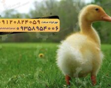 🐣🐣🐣 *جوجه اُردک گوشتی*🐣🐣🐣