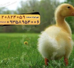 🐣🐣🐣 *جوجه اُردک گوشتی*🐣🐣🐣