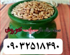 مجموعه کوروش تولید کننده و عرضه کننده  عمده گندم