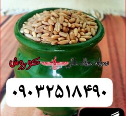 مجموعه کوروش تولید کننده و عرضه کننده  عمده گندم