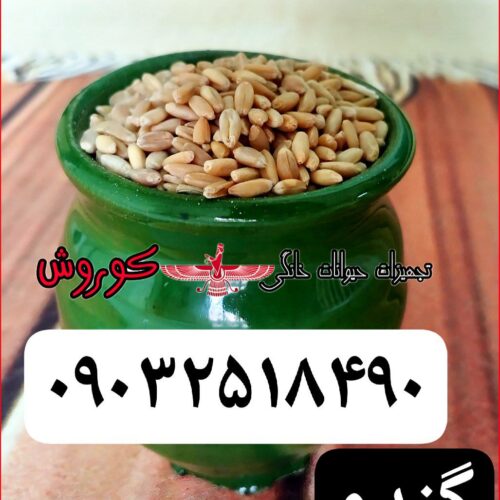 مجموعه کوروش تولید کننده و عرضه کننده  عمده گندم
