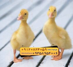🐣🐣🐣 *جوجه اُردک گوشتی*🐣🐣🐣