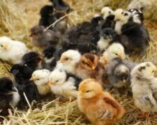 🐣🐣🐣 *جوجه مرغ بومی*🐣🐣🐣