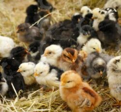 🐣🐣🐣 *جوجه مرغ بومی*🐣🐣🐣