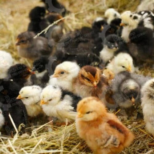 🐣🐣🐣 *جوجه مرغ بومی*🐣🐣🐣