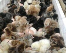 🐣🐣🐣 *جوجه مرغ بومی*🐣🐣🐣