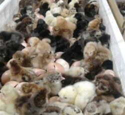 🐣🐣🐣 *جوجه مرغ بومی*🐣🐣🐣