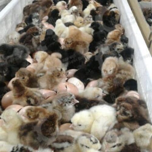 🐣🐣🐣 *جوجه مرغ بومی*🐣🐣🐣