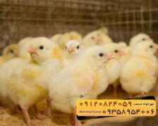 🐣🐣🐣 *جوجه راس 308*🐣🐣🐣