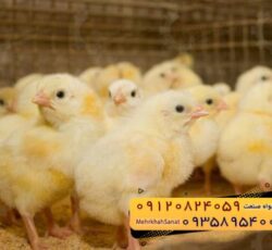 🐣🐣🐣 *جوجه راس 308*🐣🐣🐣