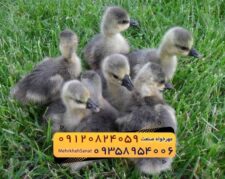 🐣🐣🐣 *جوجه غاز گوشتی*🐣🐣🐣