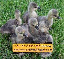 🐣🐣🐣 *جوجه غاز گوشتی*🐣🐣🐣