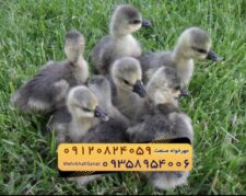🐣🐣🐣 *جوجه غاز گوشتی*🐣🐣🐣