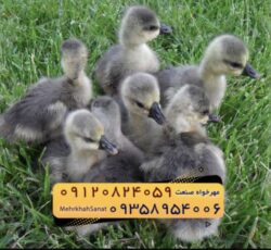 🐣🐣🐣 *جوجه غاز گوشتی*🐣🐣🐣