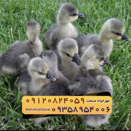 🐣🐣🐣 *جوجه غاز گوشتی*🐣🐣🐣