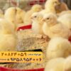 🐣🐣🐣 *جوجه راس ۳۰۸*🐣🐣🐣