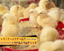 🐣🐣🐣 *جوجه راس ۳۰۸*🐣🐣🐣