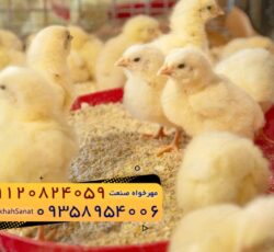 🐣🐣🐣 *جوجه راس ۳۰۸*🐣🐣🐣