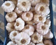 فروش عمده سیر و مشتقات و سیب زمینی