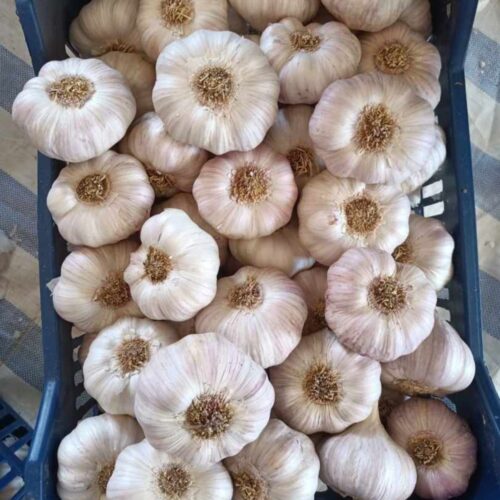 فروش عمده سیر و مشتقات و سیب زمینی