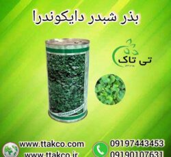 بذر چمن ، شبذر زینتی دایکوندرا – 09190993466