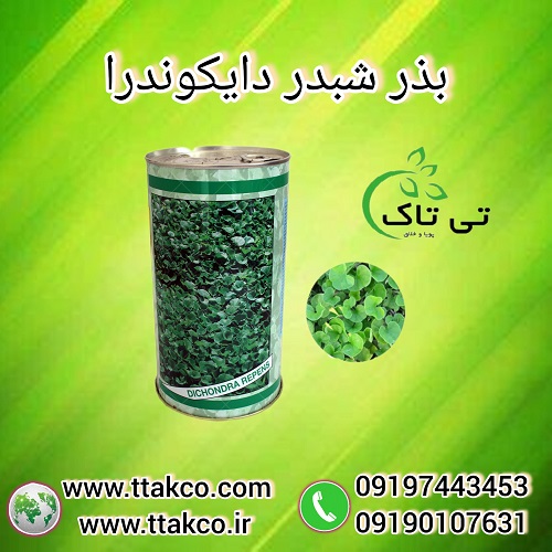بذر چمن ، شبذر زینتی دایکوندرا – 09190993466